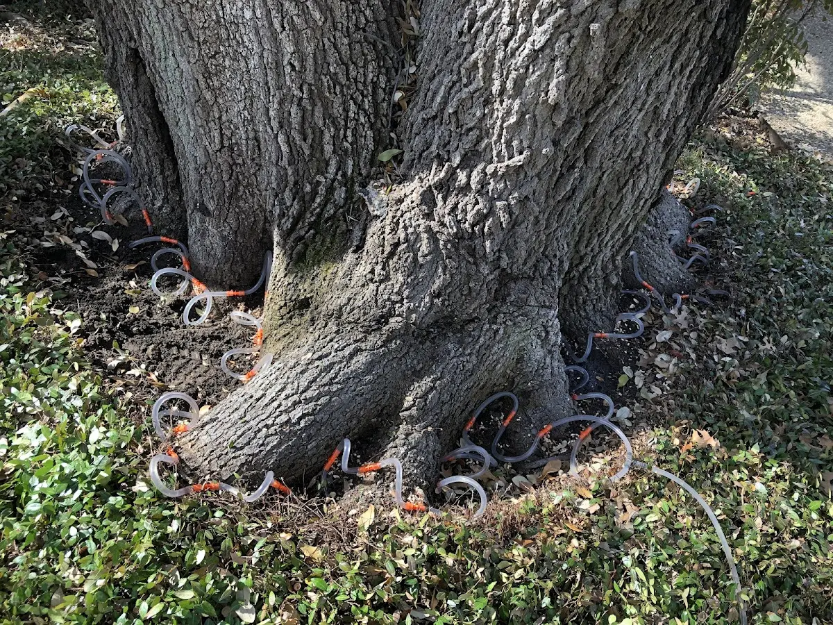 Detailed Shrub and Hedge Trimming job site in Bovina