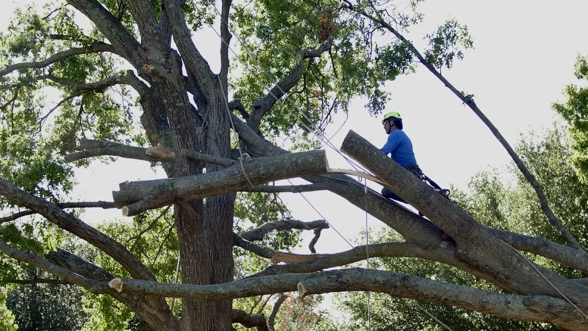 Professional Crown Thinning performed by certified arborists in Bovina